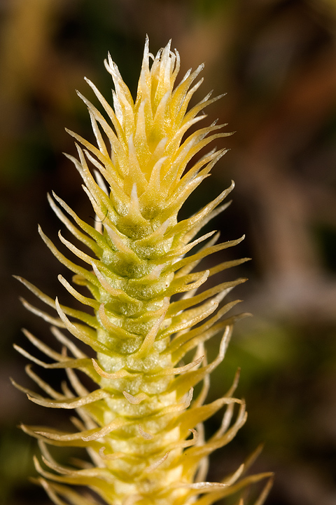 Lycopodiella inundata / Licopodio inondato